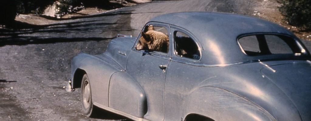 An unattended vehicle was an open invitation for this bear which appears to be taking a joyride. NPS photo, no date.