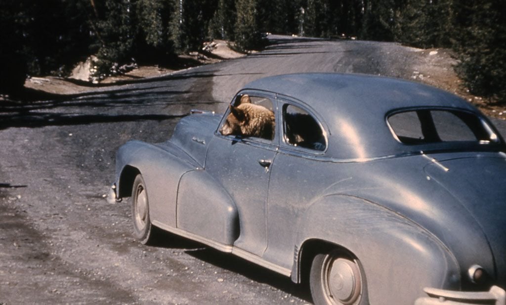 An unattended vehicle was an open invitation for this bear which appears to be taking a joyride. NPS photo, no date.