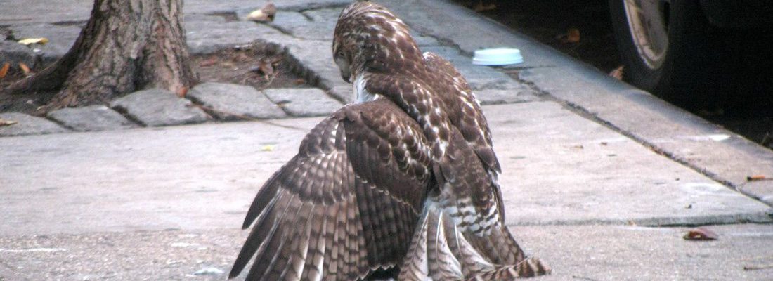 Immature Red-tailed Hawk, with a kill in front of an apartment building on East 11th Street, New York City.