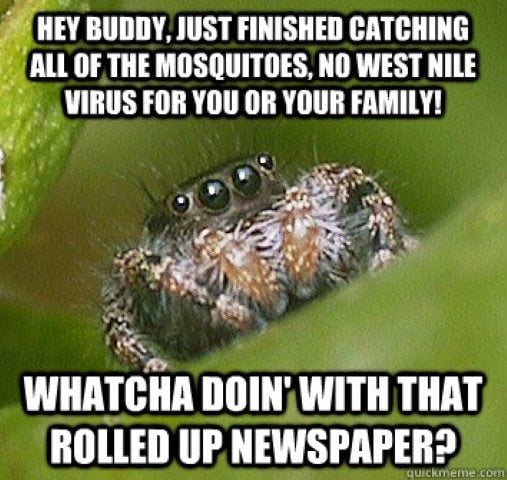 spider meme (Small) - Buffalo Bill Center of the West