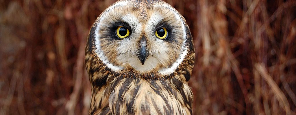 A Treasure from Our West: Amelia the short-eared owl