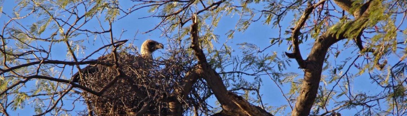 White-backed Vulture in Stick Nest