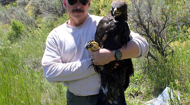 Dr. Charles R. Preston in the field with a golden eagle.