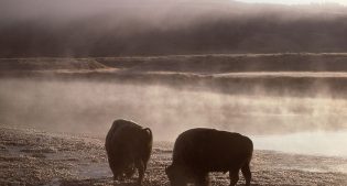 Bison/Yellowstone River, 1977. NPS photo by J. Schmidt.