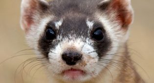 Black-footed ferret