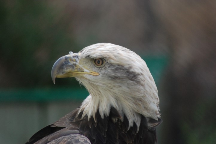 Eagle Size, Taxonomy, and Exceptions - Buffalo Bill Center of the West