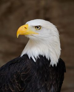 Adult bald eagle with fully white head and completely yellow beak.