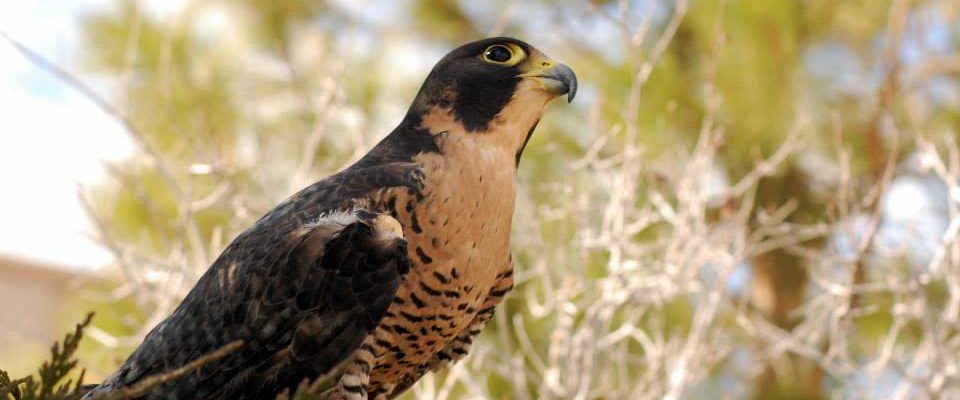 Hayabusa, Our Peregrine Falcon, Posing at a Photo Shoot