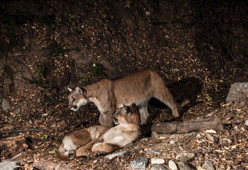 A trail camera captures two mountain lions. Leslie Patten speaks about the elusive animals at a May 2, 2019, talk.