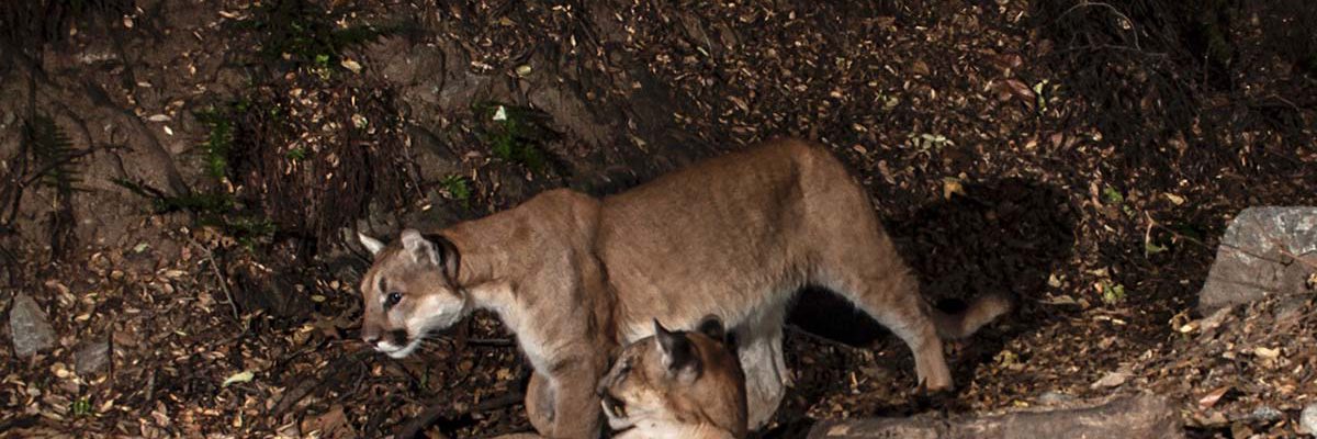 A trail camera captures two mountain lions. Leslie Patten speaks about the elusive animals at a May 2, 2019, talk.