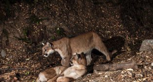 A trail camera captures two mountain lions. Leslie Patten speaks about the elusive animals at a May 2, 2019, talk.