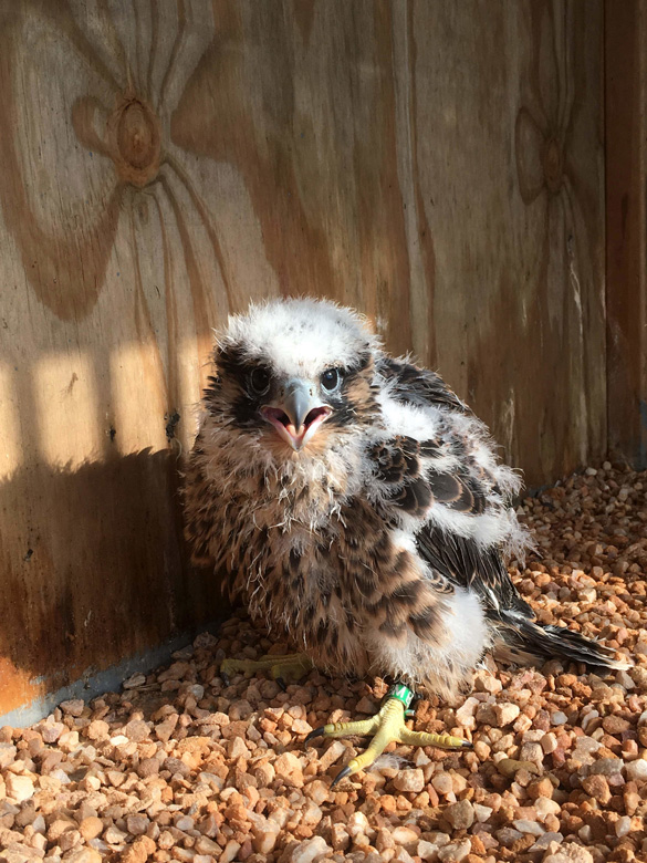 Banded falcon chick inside a hackk box.