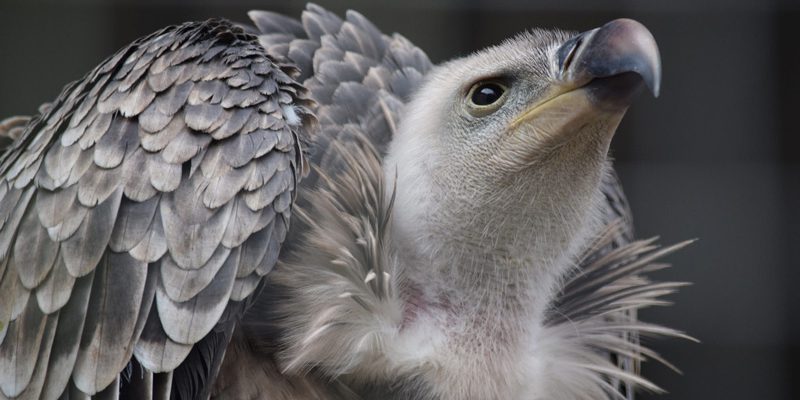 Kenya’s Critically Endangered Ruppell's Vulture