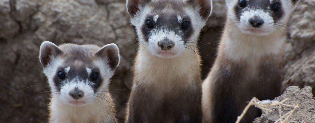 A trio of black-footed ferrets. Image courtesy National Black-Footed Ferret Conservation Center.