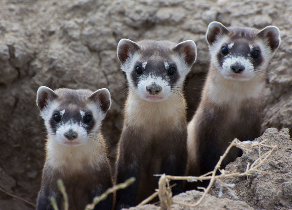 black footed ferret eating prairie dog