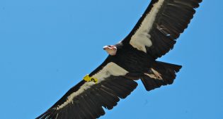 THE ESSENTIAL VULTURE Part 3: Methods of Saving Them