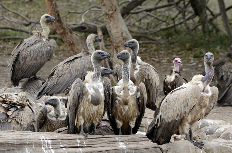 Vultures in Hoedspruit Endangered Species Center, South Africa 