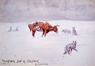 This painting represents the tragic condition of northern cattle in the winter of l 886-1887. Charles M. Russell (1864–1926). "Waiting for a Chinook/The Last of 5000," c. 1903. 88.60