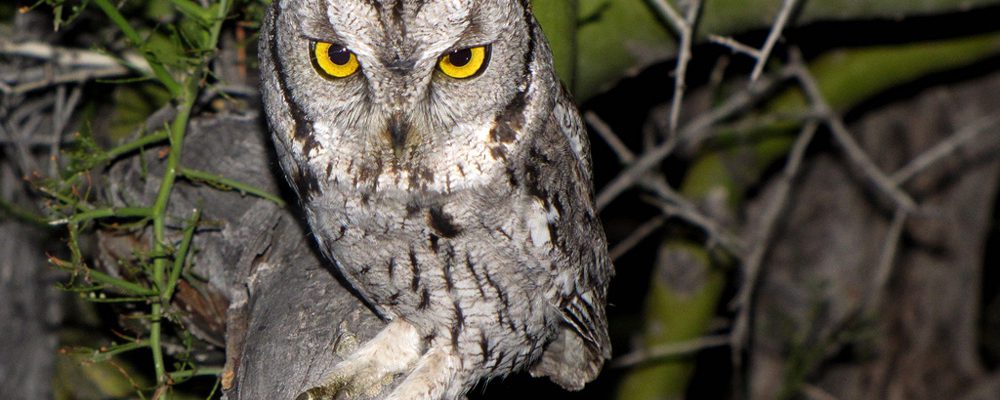 An Adult Western Screech-owl