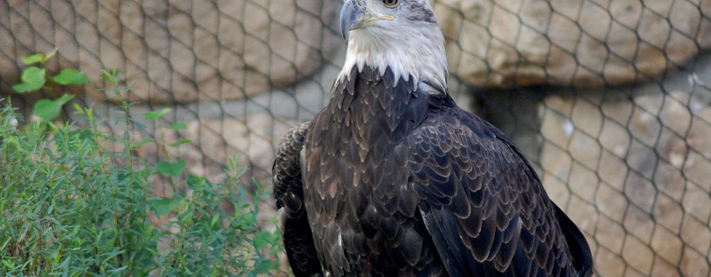 Bald eagle Jade