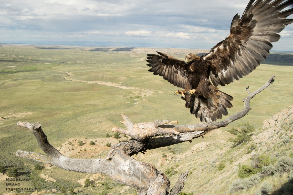 Golden Eagle