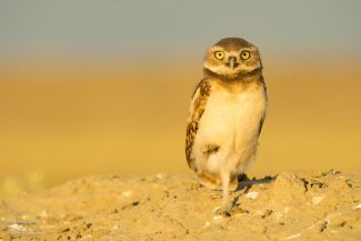 Burrowing Owl