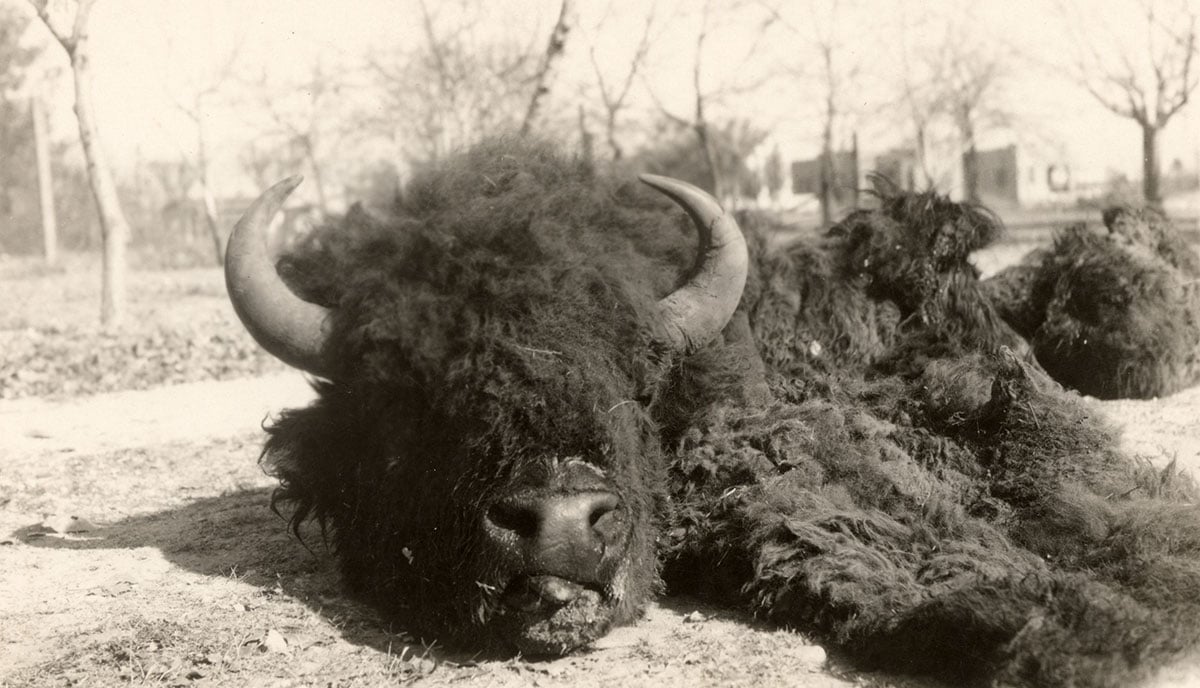 Buffalo hide presented to Lone Wolf, ca. 1925-1935. MS 320 Paul Dyck Plains Indian Buffalo Culture Collection. P.320.68