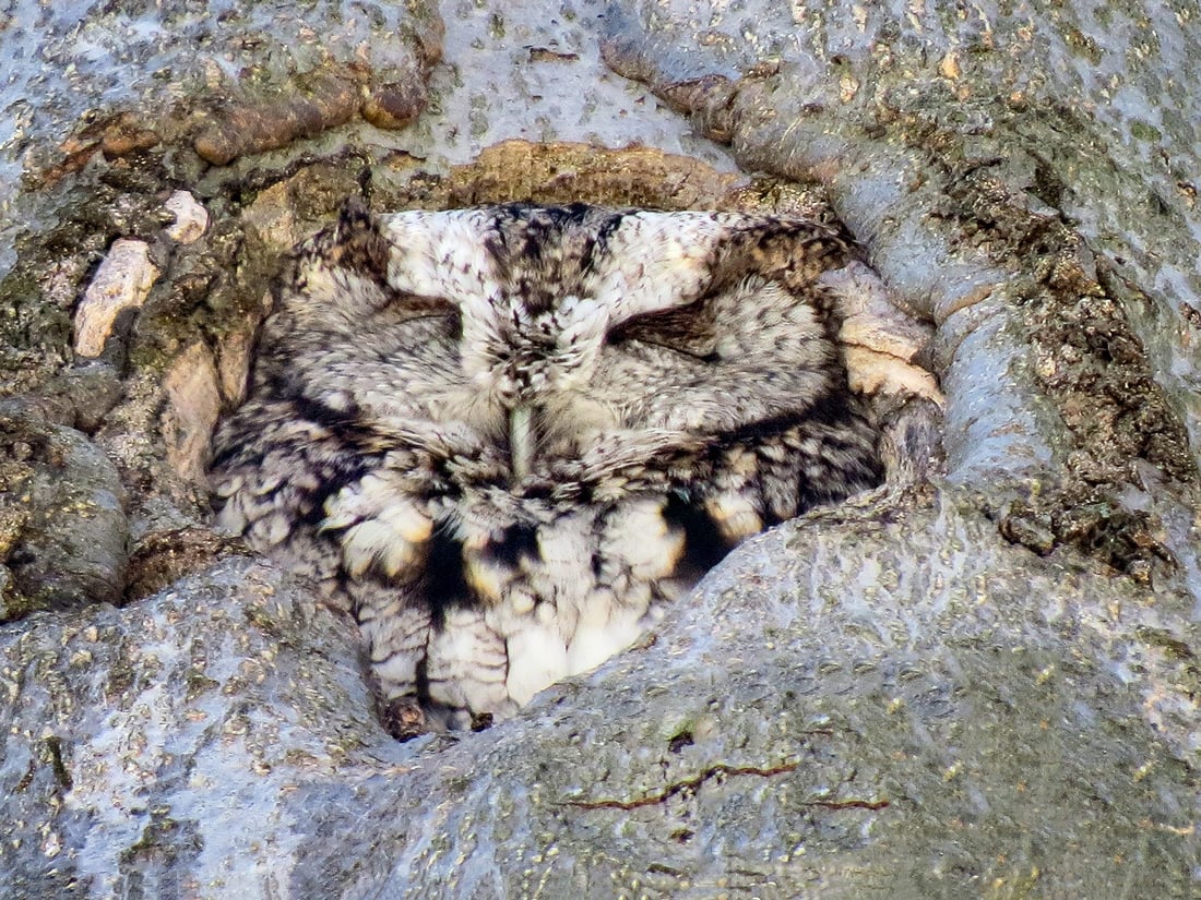 An Eastern Screech Owl blending in with the tree as it peers out of its nesting hole. 
