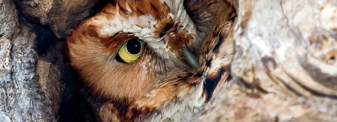 A red morph Eastern Screech Owl looking out from a tree roosting hole.