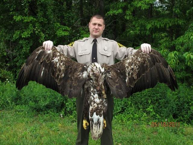 Wildlife agent holds up a young bald eagle that was shot.