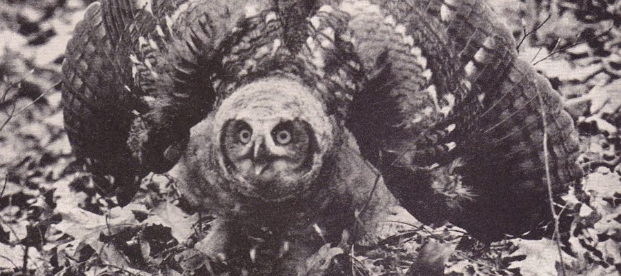 "Fierce and alert, this young great horned owl scared the authors' dog," page 126.