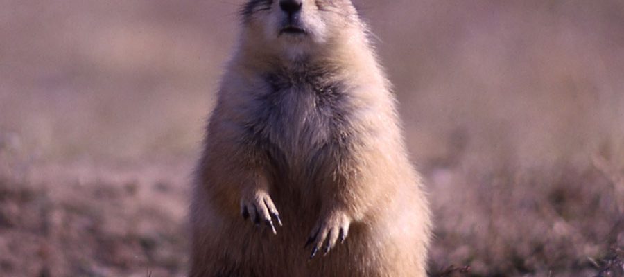 Destin Harrell discusses prairie dogs at the Draper Natural History Museum’s March 1 Lunchtime Expedition. Prairie dog, NPS photo by John Good.