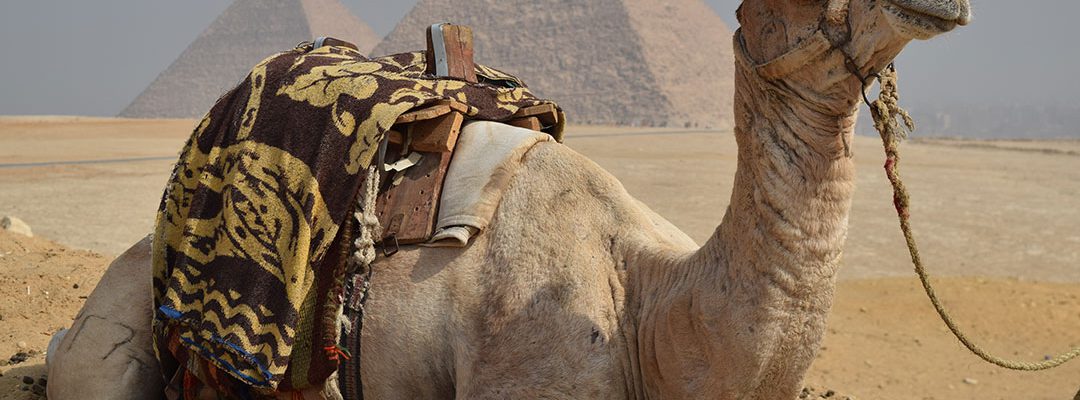 A camel near Giza,. Mark Jenkins photo.