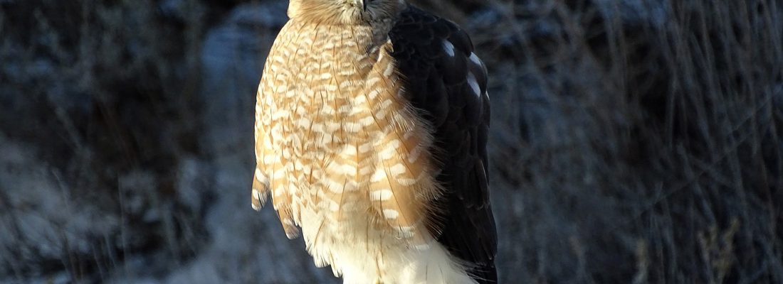 Adult Sharp-shinned Hawk perched on the railing of a deck.