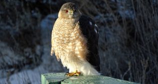 Sharp-shinned and Cooper’s Hawks, the Uninvited Guests