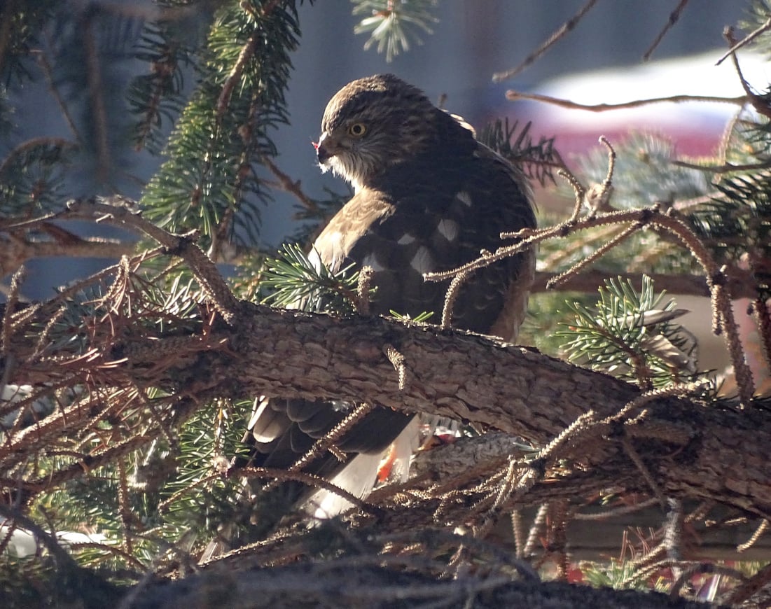 Immature Sharpie with yellow eyes, brown back, and a striated head pattern perched within the brances of a spruce tree.