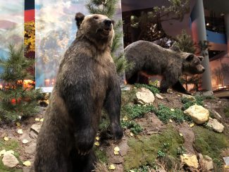 Bear 104 and her cub at the Draper Natural History Museum at the Buffalo Bill Center of the West.