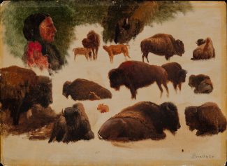 Albert Bierstadt (American, born Germany, 1830 – 1902). Studies of Bison, ca. 1859. Oil on paper, 14 x 19.25 inches. Gilcrease Museum, Tulsa, Oklahoma. Gift of the Thomas Gilcrease Foundation, 1955. 0126.25
