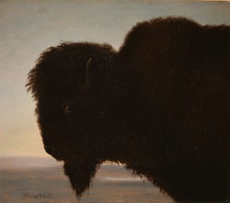 Albert Bierstadt (American, born Germany, 1830 – 1902). A Bull Buffalo, ca. 1878. Oil on paper, 13.25 x 15.25 in. Buffalo Bill Center of the West, Cody, Wyoming, USA. Gift of Carman H. Messmore. 1.62
