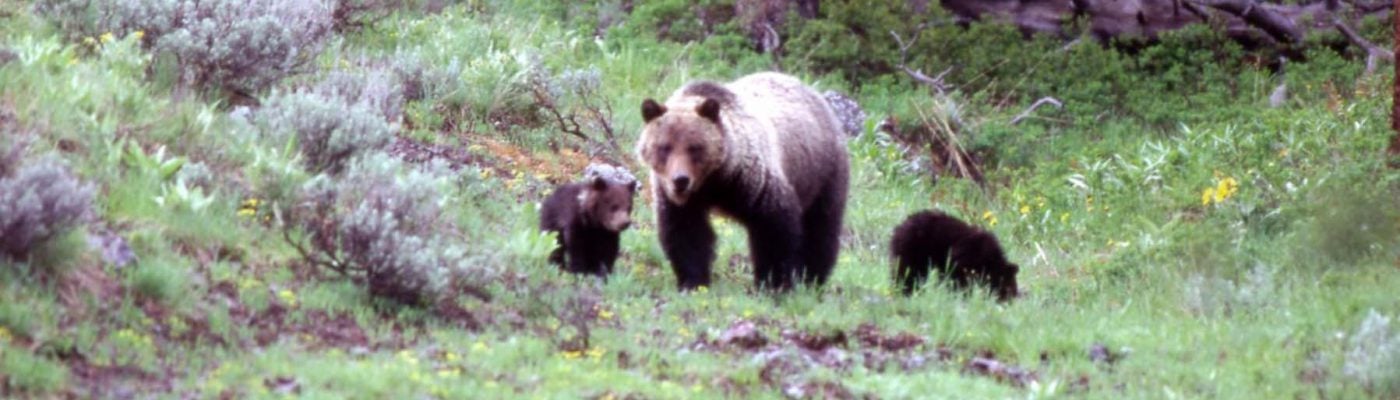Bear 104 & cubs in the wild
