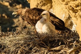 Golden eagle and nestling in a nest in Wyoming's sagebrush-steppe environment in the Bighorn Basin. Moosejaw Bravo Photography.