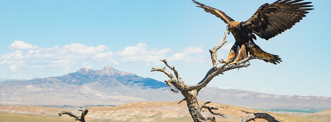 East of Cody, Wyoming, with Heart Mountain as the backdrop, a golden eagle alights on a branch. Moosejaw Bravo Photography.