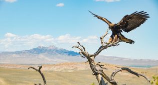 Points West Online: A New Exhibit Takes Flight in the Draper Natural History Museum