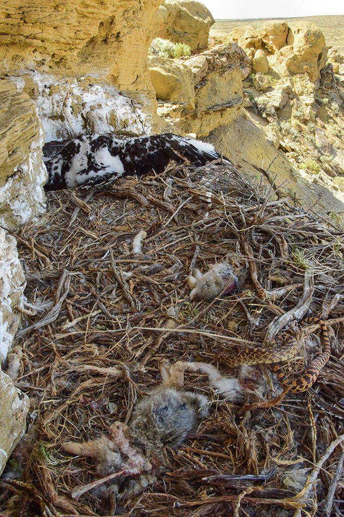 Partially-eaten prey, including cottontails and a bullsnake occupy the foreground of the Rattlesnake Gulch nest while two resting golden eagle nestlings occupy the background. Moosejaw Bravo Photography.