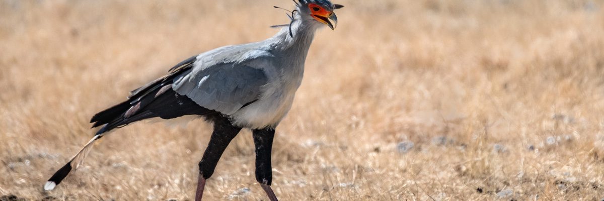 Secretarybird (or Secretary Bird) walking in a field.
