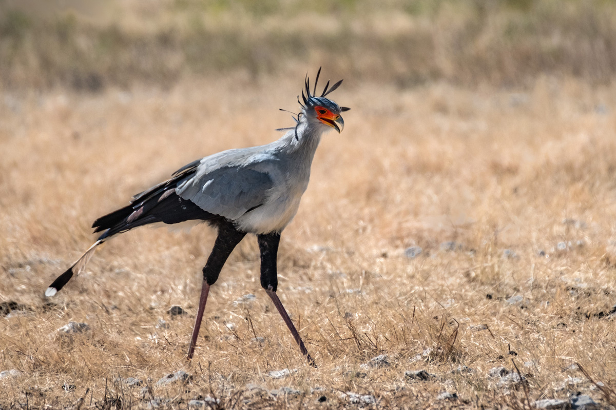 Secretary bird, facts and photos