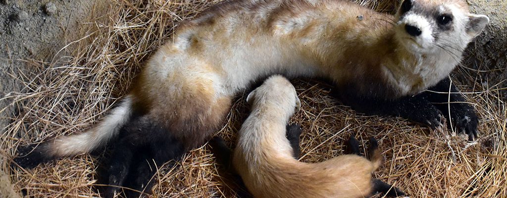 A Treasure from Our West: Black-footed ferret. DRA.305.37