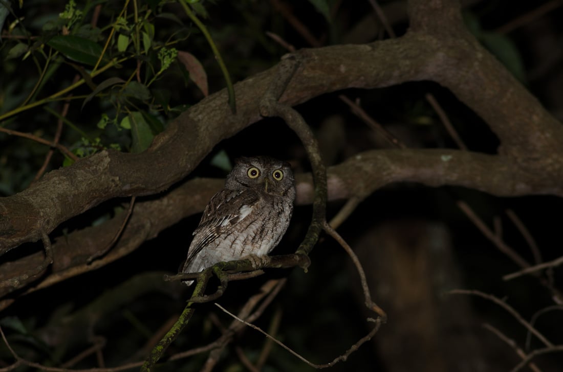 An Eastern Screech Owl Perched in a Tree at Night