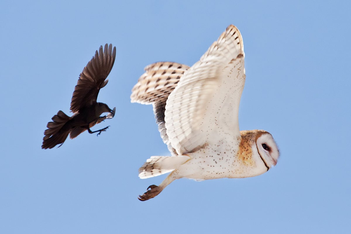 Barn Owl being Mobbed by a Brewer's Blackbird
