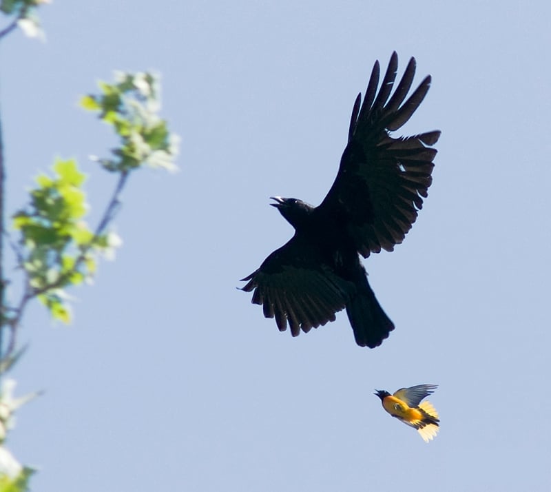 Crow mobbed by Baltimore Oriole in White Clay Creek State Park, Delaware.